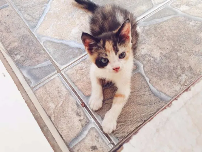 Gato ra a Vira lata idade Abaixo de 2 meses nome SEM NOME