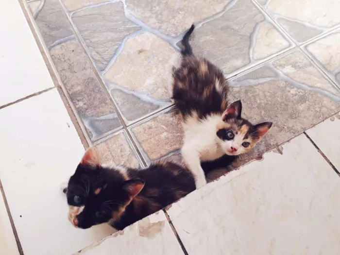 Gato ra a Vira lata idade Abaixo de 2 meses nome SEM NOME
