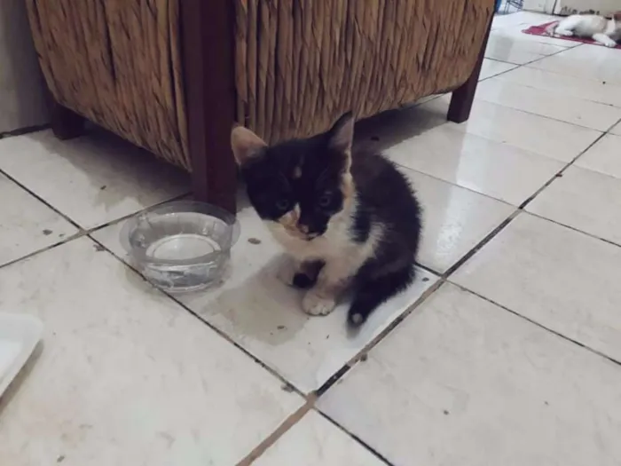 Gato ra a Vira lata idade Abaixo de 2 meses nome SEM NOME