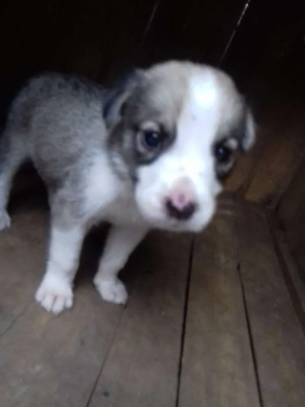 Cachorro ra a  idade Abaixo de 2 meses nome Stela