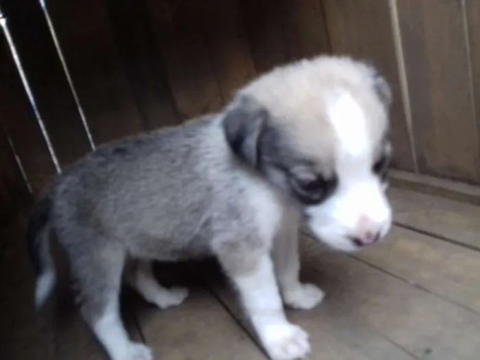 Cachorro ra a  idade Abaixo de 2 meses nome Stela