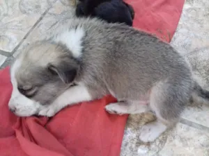 Cachorro raça  idade Abaixo de 2 meses nome Stela