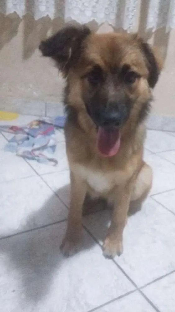 Cachorro ra a vira lata idade 2 a 6 meses nome Zayra