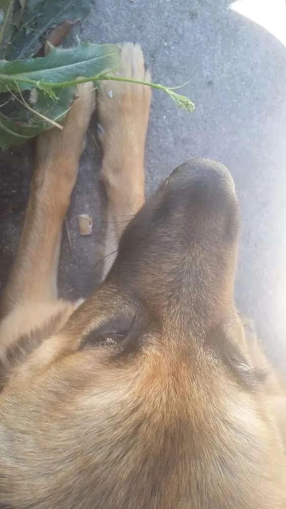 Cachorro ra a vira lata idade 2 a 6 meses nome Zayra
