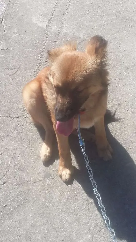 Cachorro ra a vira lata idade 2 a 6 meses nome Zayra
