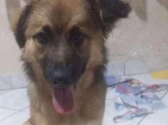 Cachorro ra a vira lata idade 2 a 6 meses nome Zayra