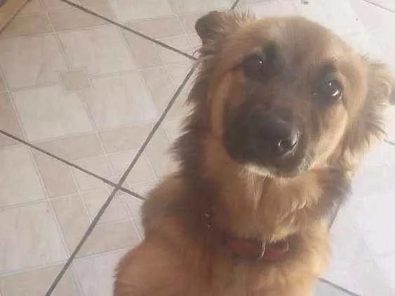 Cachorro ra a vira lata idade 2 a 6 meses nome Zayra