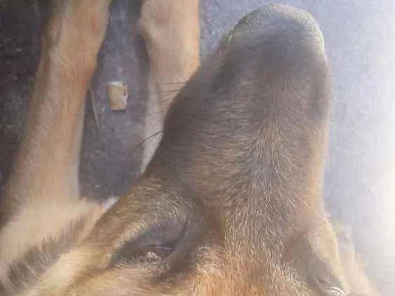 Cachorro ra a vira lata idade 2 a 6 meses nome Zayra