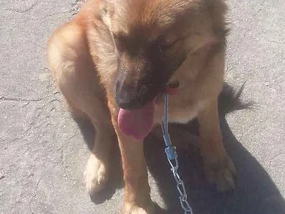 Cachorro ra a vira lata idade 2 a 6 meses nome Zayra