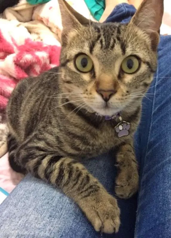 Gato ra a SRD idade 2 a 6 meses nome Sem nome