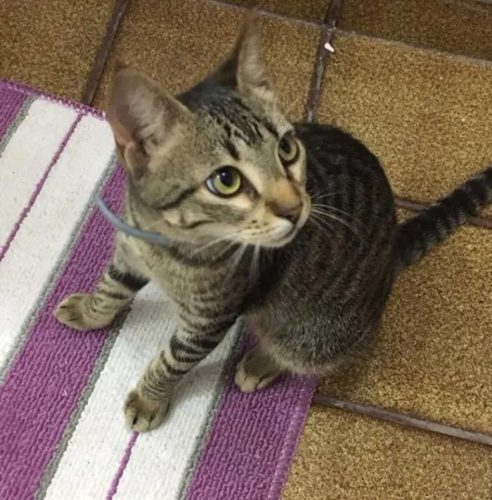 Gato ra a SRD idade 2 a 6 meses nome Sem nome