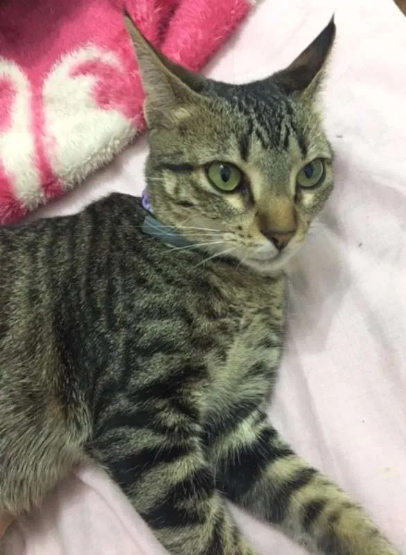 Gato ra a SRD idade 2 a 6 meses nome Sem nome