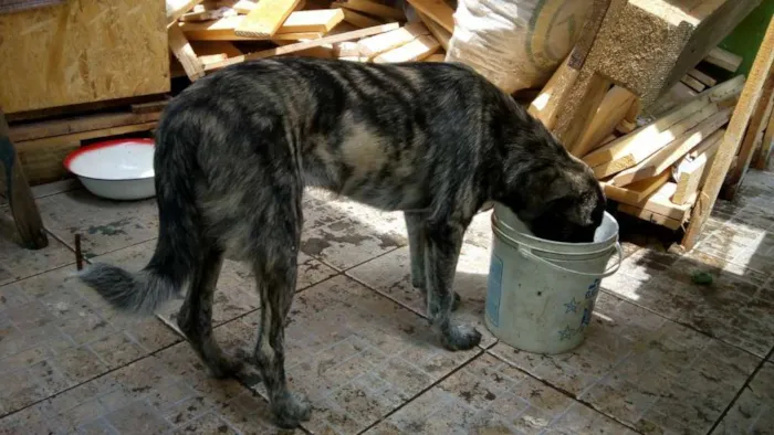 Cachorro ra a Burriller mestiço idade 2 a 6 meses nome Amendoim