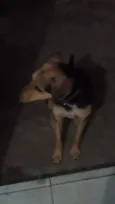 Bob