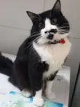 Chico