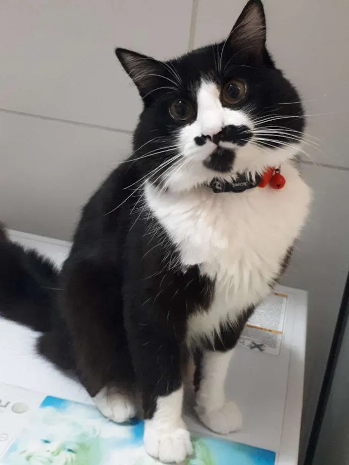 Gato ra a Angorá idade 7 a 11 meses nome Chico
