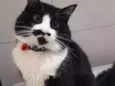 Chico