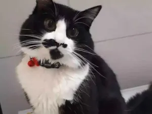 Gato raça Angorá idade 7 a 11 meses nome Chico