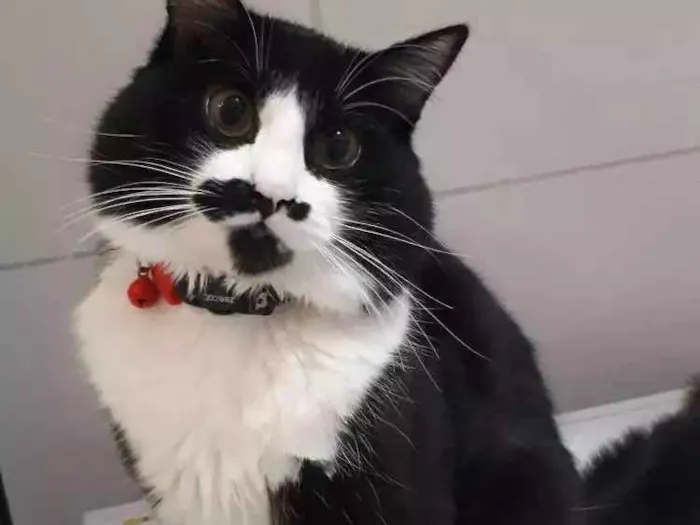 Gato ra a Angorá idade 7 a 11 meses nome Chico