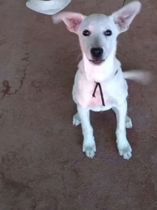 Cachorro raça Labrador idade 2 a 6 meses nome Lucky