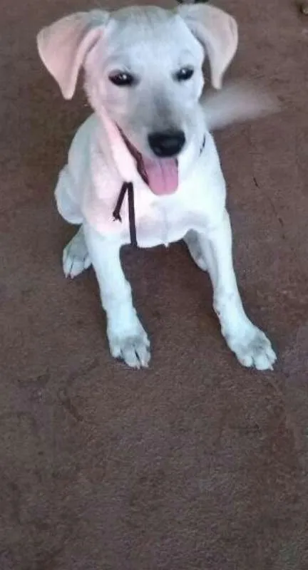 Cachorro raça Labrador idade 2 a 6 meses nome Lucky