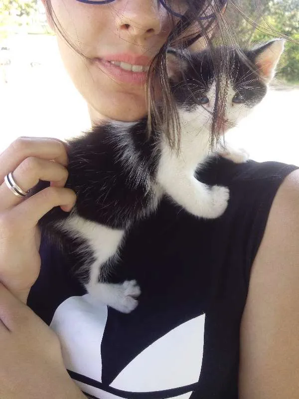 Gato ra a SRD idade Abaixo de 2 meses nome Frajola 