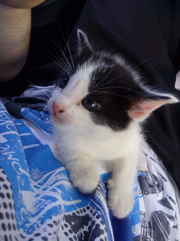 Gato ra a SRD idade Abaixo de 2 meses nome Frajola 