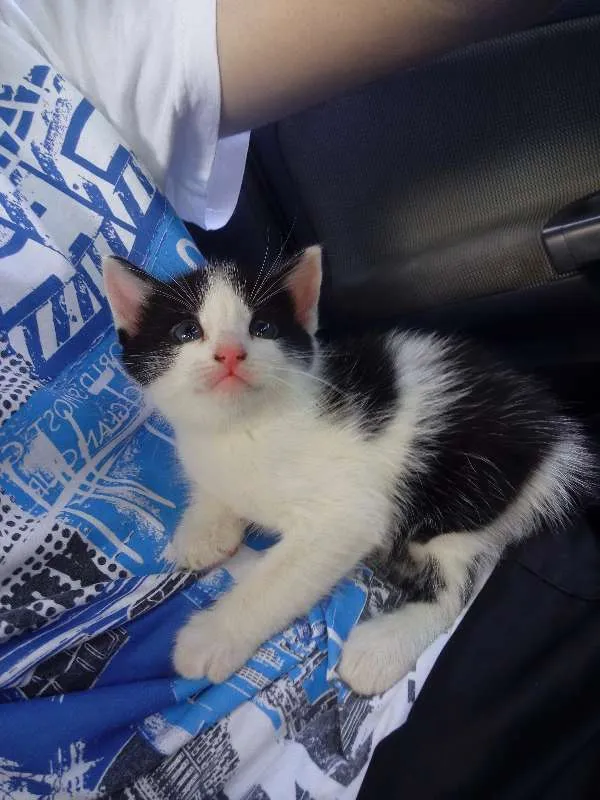 Gato ra a SRD idade Abaixo de 2 meses nome Frajola 