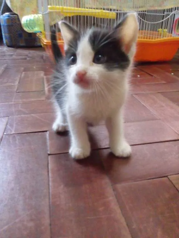 Gato ra a SRD idade Abaixo de 2 meses nome Frajola 