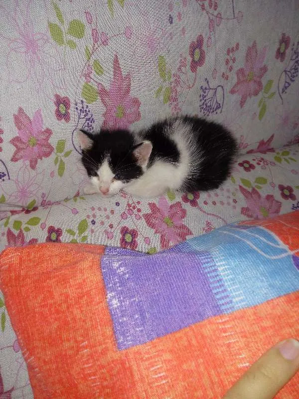 Gato ra a SRD idade Abaixo de 2 meses nome Frajola 