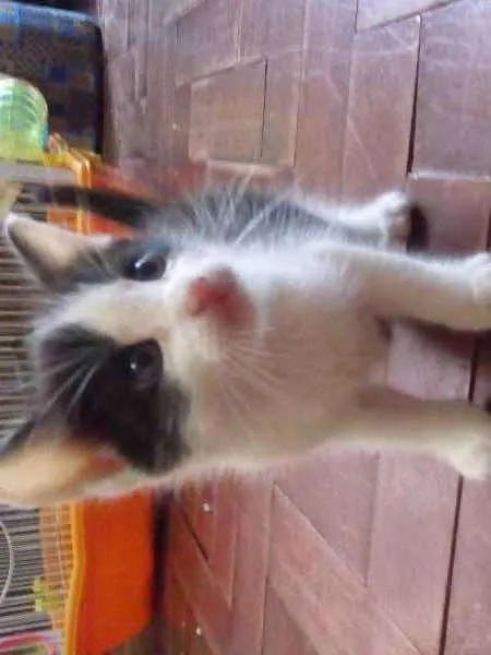 Gato ra a SRD idade Abaixo de 2 meses nome Frajola 