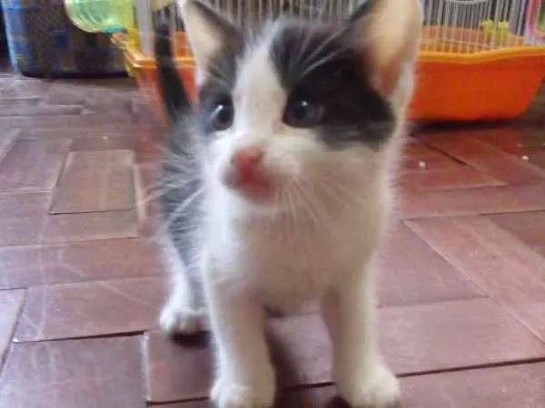 Gato ra a SRD idade Abaixo de 2 meses nome Frajola 