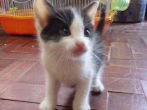 Gato raça SRD idade Abaixo de 2 meses nome Frajola 