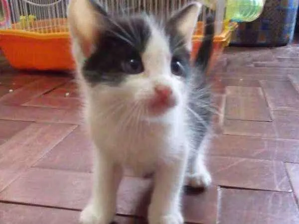 Gato ra a SRD idade Abaixo de 2 meses nome Frajola 