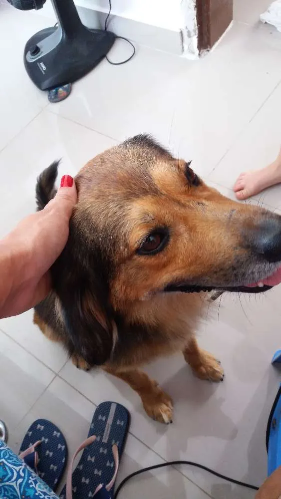 Cachorro raça Vira lata idade 1 ano nome Mike