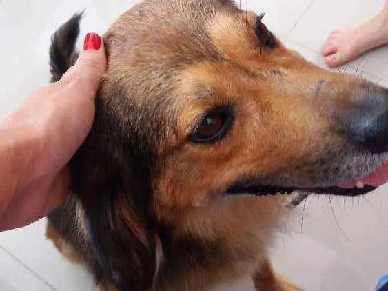 Cachorro raça Vira lata idade 1 ano nome Mike