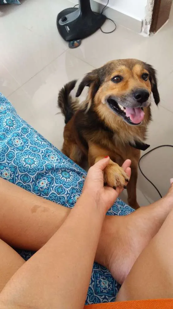 Cachorro raça Vira lata idade 1 ano nome Mike