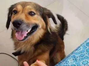 Cachorro raça Vira lata idade 1 ano nome Mike