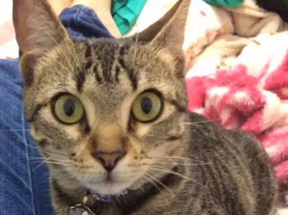 Gato ra a SRD idade 2 a 6 meses nome Sem nome