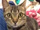 Gato raça SRD idade 2 a 6 meses nome Sem nome