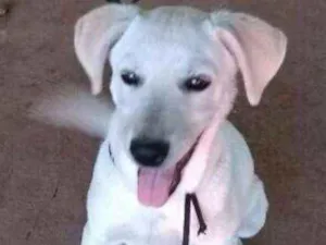 Cachorro raça Labrador idade 2 a 6 meses nome Lucky