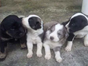 Cachorro raça nao sei  idade Abaixo de 2 meses nome sem nome