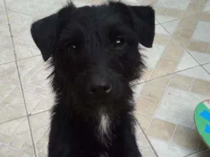 Cachorro raça vira lata idade 2 anos nome Lili
