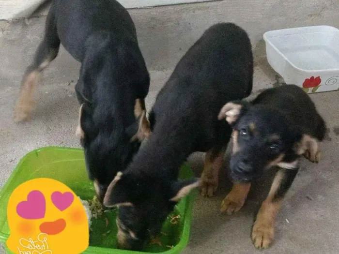 Cachorro ra a Vira lata idade 2 a 6 meses nome Sem nome