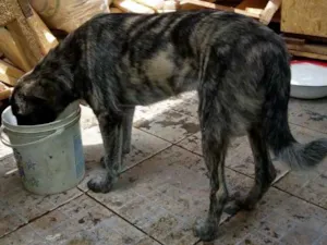 Cachorro raça Burriller mestiço idade 2 a 6 meses nome Amendoim