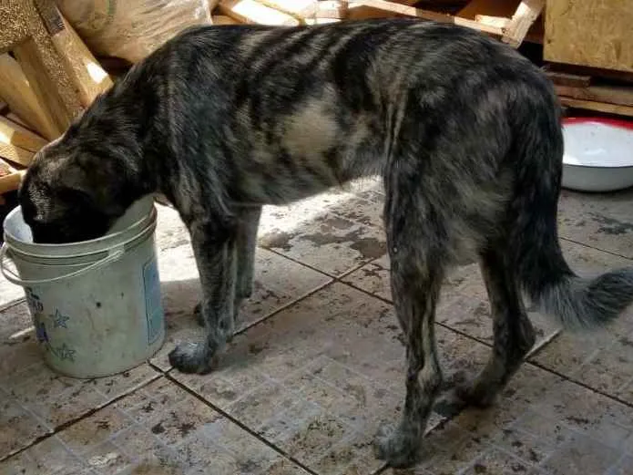 Cachorro ra a Burriller mestiço idade 2 a 6 meses nome Amendoim