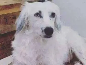Cachorro raça Não tem idade 1 ano nome Linda