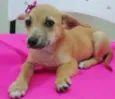 LELINHA