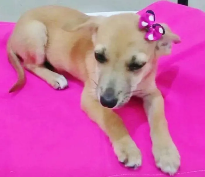 Cachorro ra a SRD idade 2 a 6 meses nome LELINHA