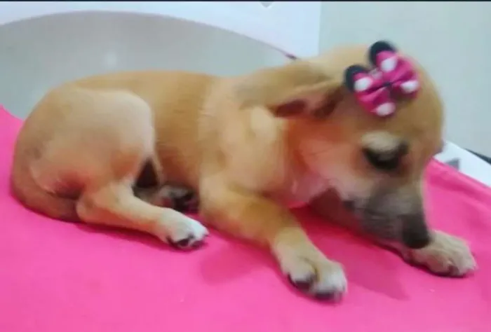 Cachorro ra a SRD idade 2 a 6 meses nome LELINHA